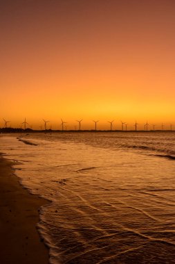 Brezilya 'nın Maranhao eyaletindeki bir mangrov ağacında bebeği sırtında taşıyan Capuchin maymunu..