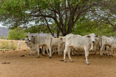Sığırlar. Gurinhem, Paraiba, Brezilya 'da Nelore sığırı sürüsü. Çiftlik hayvanları.