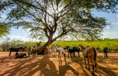 Haziran ayında Brezilya 'nın kuzeydoğusunda gerçekleşen Sao Joao festivali için sokakta süslü balonlar ve renkli bayraklar.