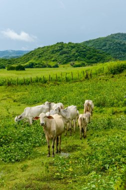 Çiftlik hayvanları. Nelore sığırları 31 Mart 2024 'te Pirpirituba, Paraiba, Brezilya' da tarlada..