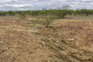 Brezilya 'nın kuzeydoğusundaki Paraiba' nın iç kesimlerindeki Caatinga biyomunun çölleşmesi. Ormanların tahrip edilmesi, yangınlar, erozyon ve yetersiz arazi kullanımından kaynaklanır..
