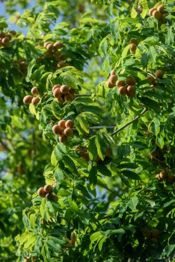 Pitomba, Brezilya meyvesi. Ağaçta pitomba sürüsü.