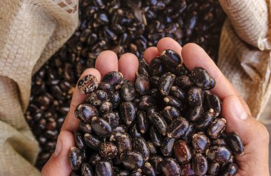 Castor tohumları çiftçinin ellerinde. Brezilya tarımı.