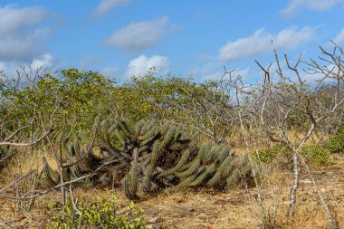 Brezilya biyomu Caatinga, Brezilya 'nın Paraba eyaletinde tipik bir bitki örtüsü..