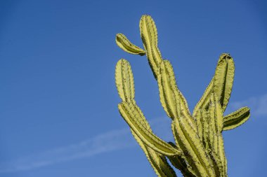 Brazilian caatinga biome, the Mandacaru cactus in Exu, Pernambuc clipart