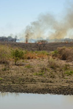Brezilya 'daki Caatinga Biomu' nda yangın ve yanma.