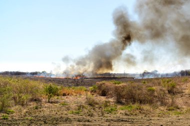 Brezilya 'daki Caatinga Biomu' nda yangın ve yanma.