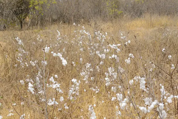 stock image Cotton harvested on a small plantation during the dry season in the interior of the state of Paraiba, Brazil.