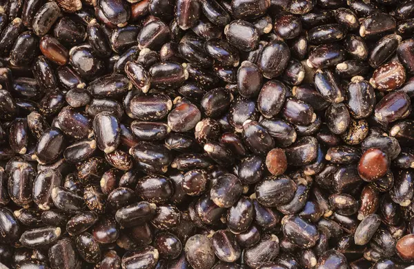 stock image Castor seeds in farmer's hands close-up. Brazilian agriculture.