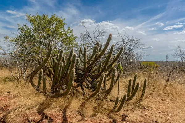 stock image Cactus, rocks and typical vegetation of the Brazilian Caatinga Biome in Paraiba State, Brazil