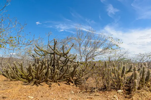 stock image Cactus, rocks and typical vegetation of the Brazilian Caatinga Biome in Paraiba State, Brazil