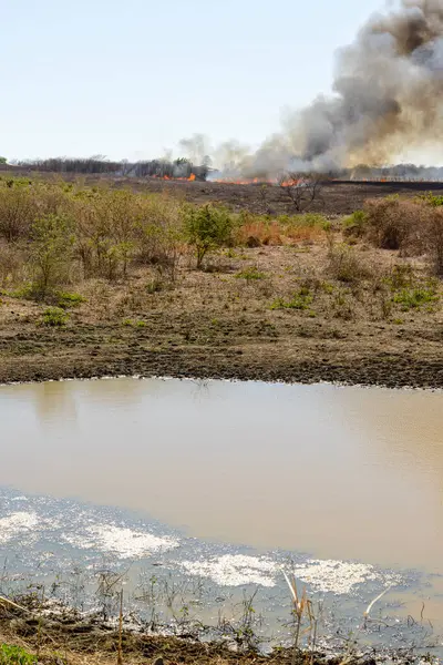 stock image Fire and burning in the Brazilian Caatinga biome, in the hinterland of Pernambuco, Brazil on October 17, 2023. Climate change.