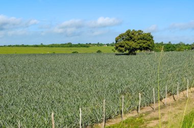 Pineapple plantation in Zona da Mata, in Itapororoca, Paraiba, Brazil. clipart