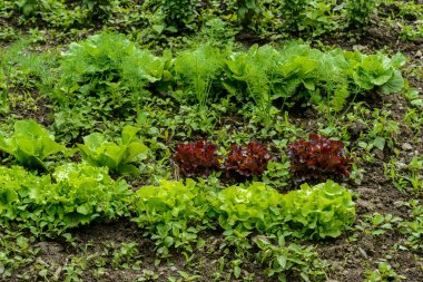 Havuçlu sebze bahçesi, marul, roka, lahana, fesleğen, am
