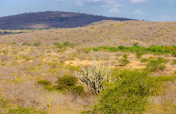 stock image Brazilian caatinga biome, the Mandacaru cactus in Pedra Lavrada, Paraiba, Brazil.