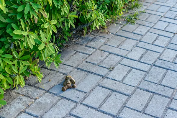 stock image Dog poop or feces on the sidewalk.