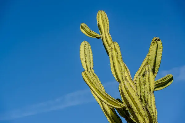 stock image Brazilian caatinga biome, the Mandacaru cactus in Exu, Pernambuc