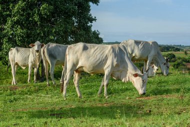 Sığırlar. Paraiba State, Brezilya 'da küçük çiftliklerde Nellore sığırı sürüsü.