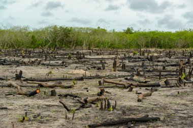 Kuzeydoğu yarı kurak bölgesinde çölleşme sürecinde olan toprak. Pombal, Paraiba, Brezilya 