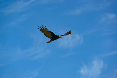 Mavi gökyüzünde uçan Brezilyalı akbaba.