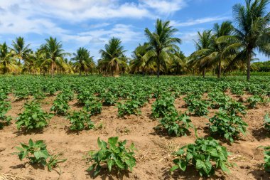 Conde, Paraiba, Brezilya 'da arkasında hindistan cevizi ağaçları olan fasulye tarlası. Brezilya geçimlik tarımı.