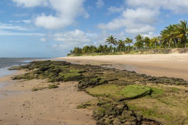 Espera plajı, Itacimirim, Bahia, Brezilya 9 Aralık 2022.
