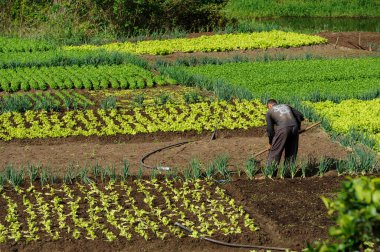 Marul ve soğan ürünleri. Brezilya 'nın Paraiba şehrinde 21 Ağustos 2012 tarihinde alt-varoluş tarımı.