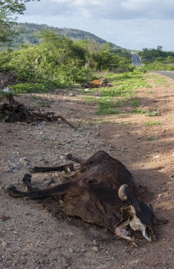 Kuzeydoğu Brezilya 'nın iç kesimlerinde kuraklık nedeniyle yol kenarındaki ölü inek..