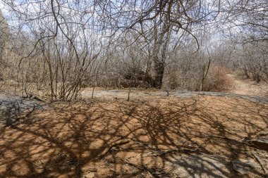 Kurak mevsimde Brezilya 'nın kuzeydoğu bölgesindeki Caatinga Biome' da yapraksız ağaçlar, Monteiro, Paraiba, Brezilya.