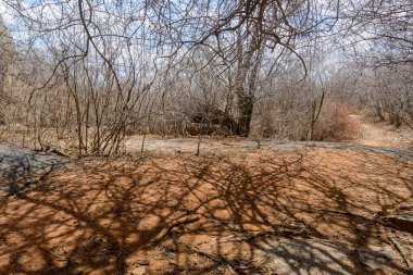 Leafless trees in the Caatinga Biome, in the northeastern region of Brazil during the dry season, Monteiro, Paraiba, Brazil. clipart