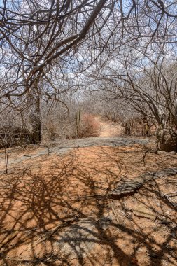 Kurak mevsimde Brezilya 'nın kuzeydoğu bölgesindeki Caatinga Biome' da yapraksız ağaçlar, Monteiro, Paraiba, Brezilya.