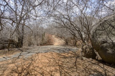 Leafless trees in the Caatinga Biome, in the northeastern region of Brazil during the dry season, Monteiro, Paraiba, Brazil. clipart