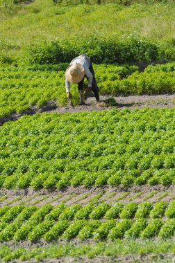 Farmer wearing a hat in a cilantro plantation in Alagoa Nova, Paraiba, Brazil on August 20, 2012. clipart