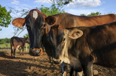 Cow with calf in close-up, looking at the camera, in the countryside of northeastern Brazil. clipart