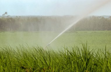 Mamanguape, Paraiba, Brezilya 'da şeker kamışı tarlası sulanıyor.