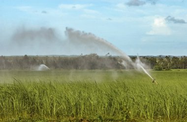 Mamanguape, Paraiba, Brezilya 'da şeker kamışı tarlası sulanıyor.