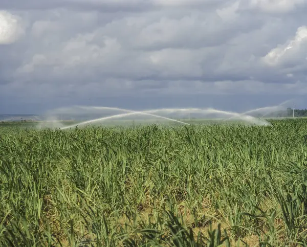 stock image Sugarcane field being irrigated in Mamanguape, Paraiba, Brazil.