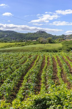 Corn and bean crops on a small electrified rural property in the countryside of Paraiba, Brazil on July 23, 2012 clipart