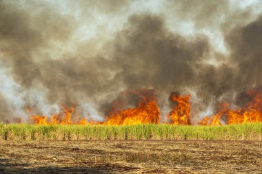 Mamanguape, Paraiba, Brezilya 'daki şeker kamışı tarlasında yangın ve duman
