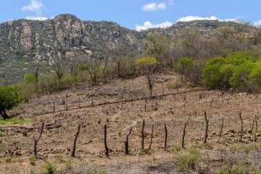Brezilya 'nın Paraiba kentindeki tarım uygulamaları için Caatinga Biomu' nun ormansızlaştırılması.