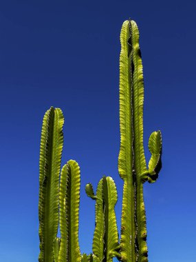 Kaktüs. Mandacaru kaktüsü mavi gökyüzüne karşı izole edilmiş..