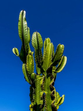 Kaktüs. Mandacaru kaktüsü mavi gökyüzüne karşı izole edilmiş..