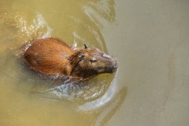 Capybara, Brezilya 'nın en büyük kemirgeni, yukarıdan görülen bir gölde..