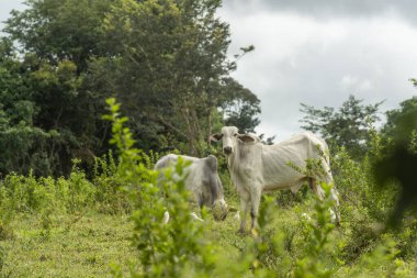 Brezilya, Paraiba kırsalında eğimli bir arazide sığırlar otluyor..