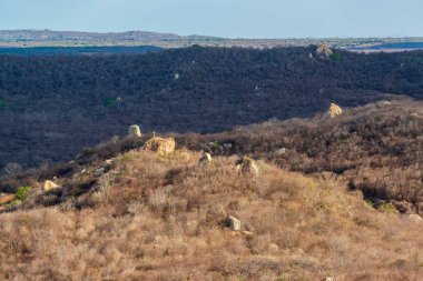 Kurak mevsimde Caatinga, Brezilya biyomu, bitki örtüsü ve manzara, Matureia, Paraiba, Brezilya.
