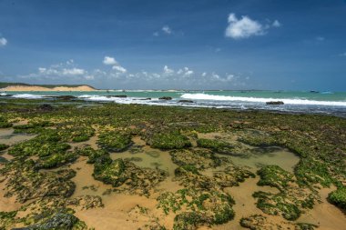 Baia Formosa Sahili Manzarası, Rio Grande do Norte, Brezilya 14 Ocak 2025.