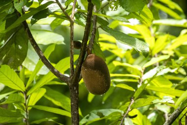 Amazon yağmur ormanlarındaki Ağaç dalında Cupuacu meyvesi