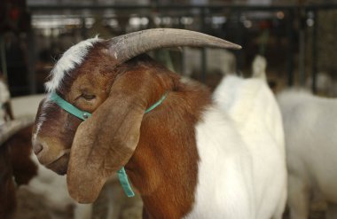Tarım fuarında kahverengi ve beyaz keçi.