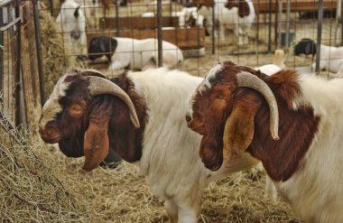 Kırsal bir çiftlikteki çiftlik hayvanlarının ağılında saman yiyen Boer keçileri.