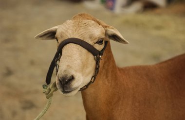 Kahverengi Noel Baba Kırsal bir çiftlikte duran koyunlar
